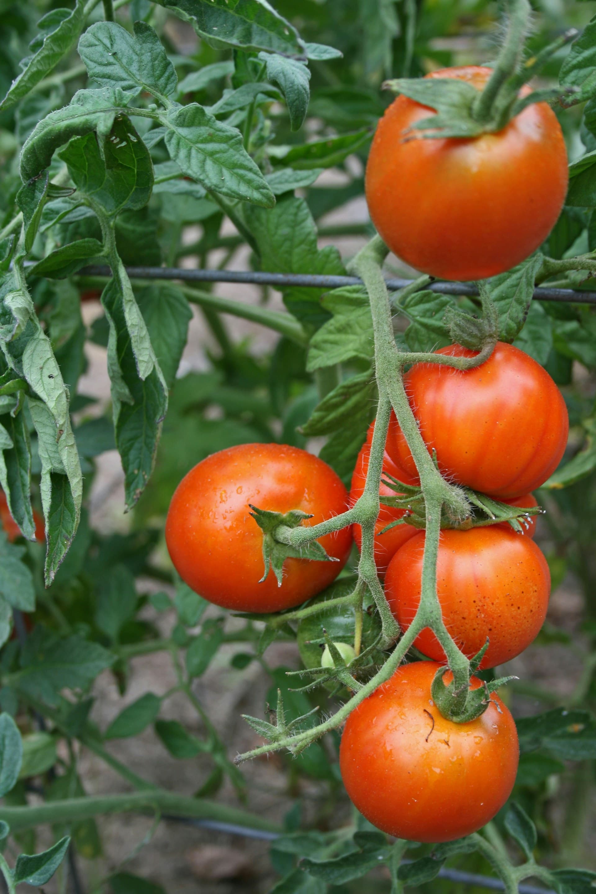 Tomates maduros no pé, prontos para a colheita